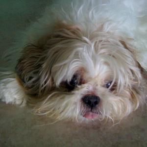 Meet your Posher, Sevilla